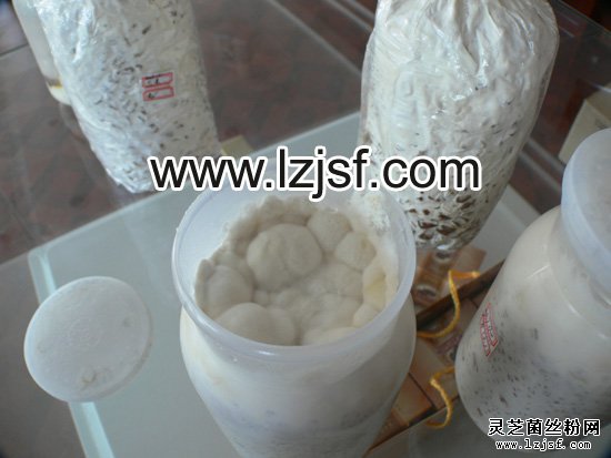 粮食和灵芝菌丝体发酵